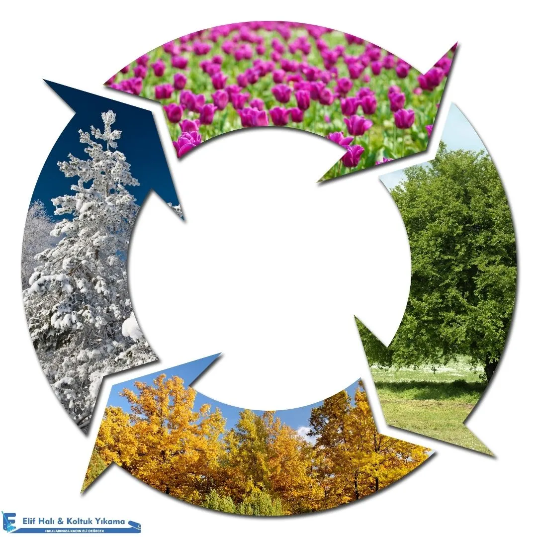 Mikroskop altında halı temizliği ve akarlar